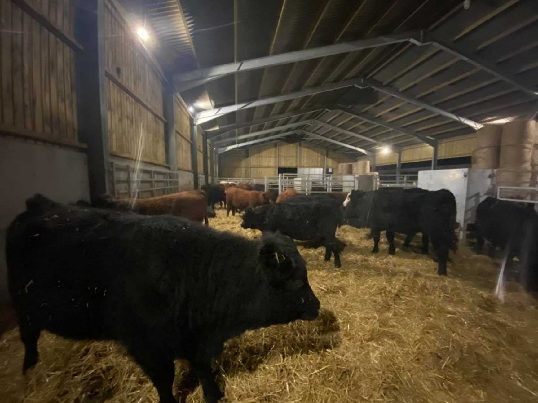 Cattle Building & Straw Storage