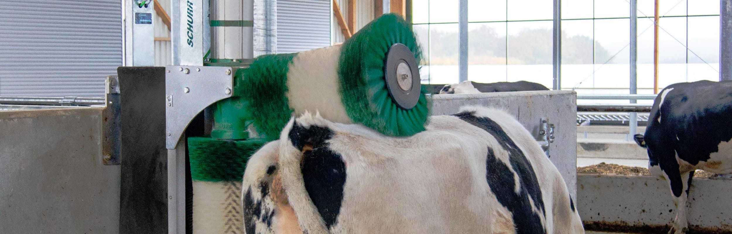 Schurr Cow Brush