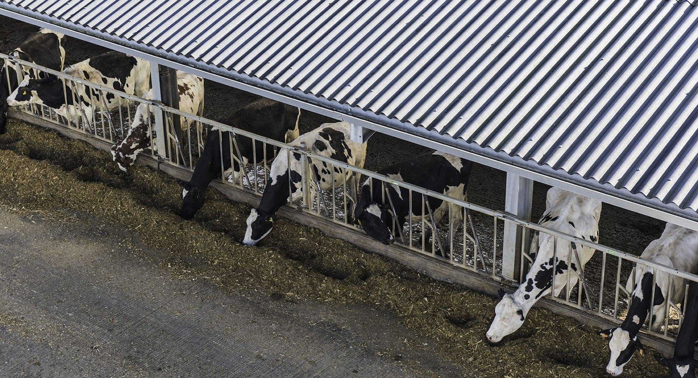 Dairy Housing