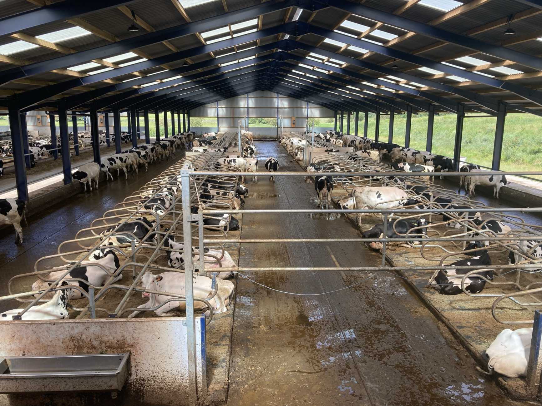 Dairy Housing