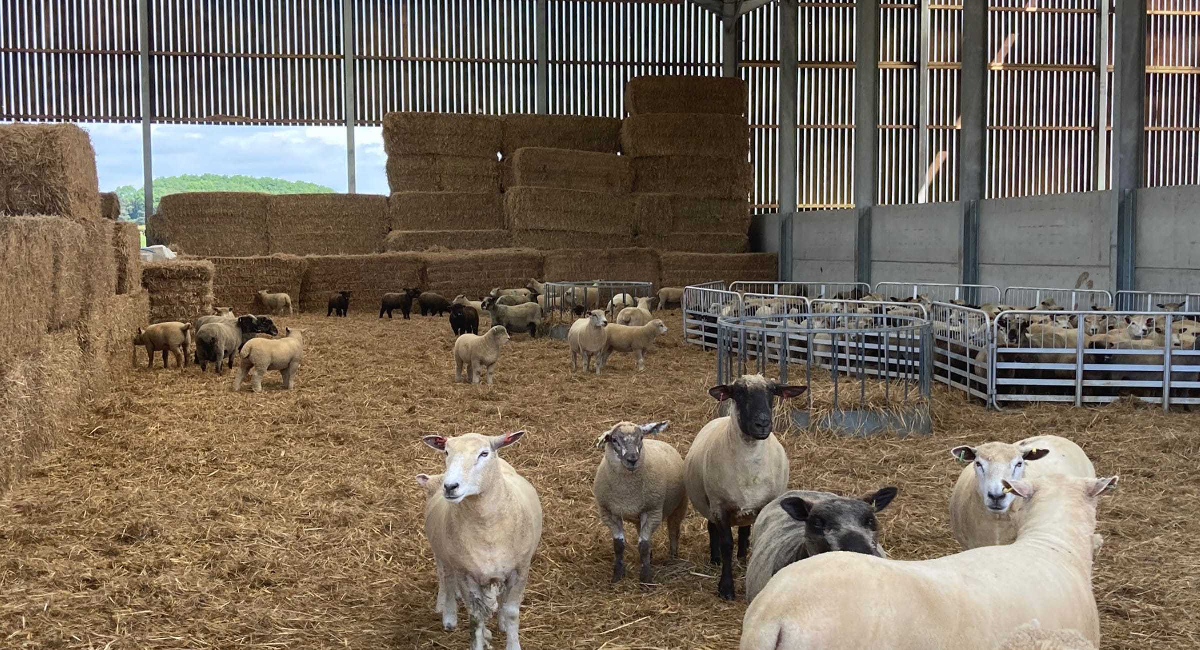 Sheep Housing & Sheds