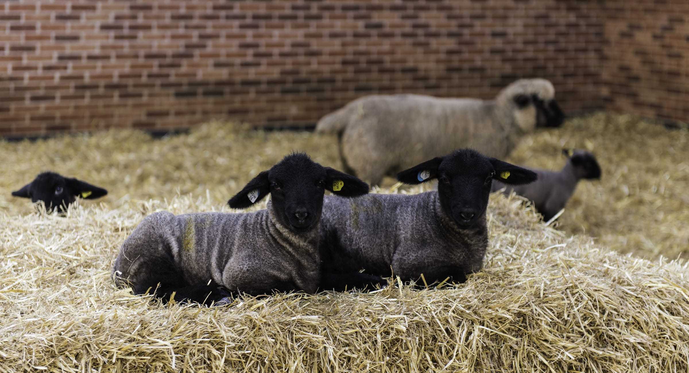 Sheep Housing & Sheds