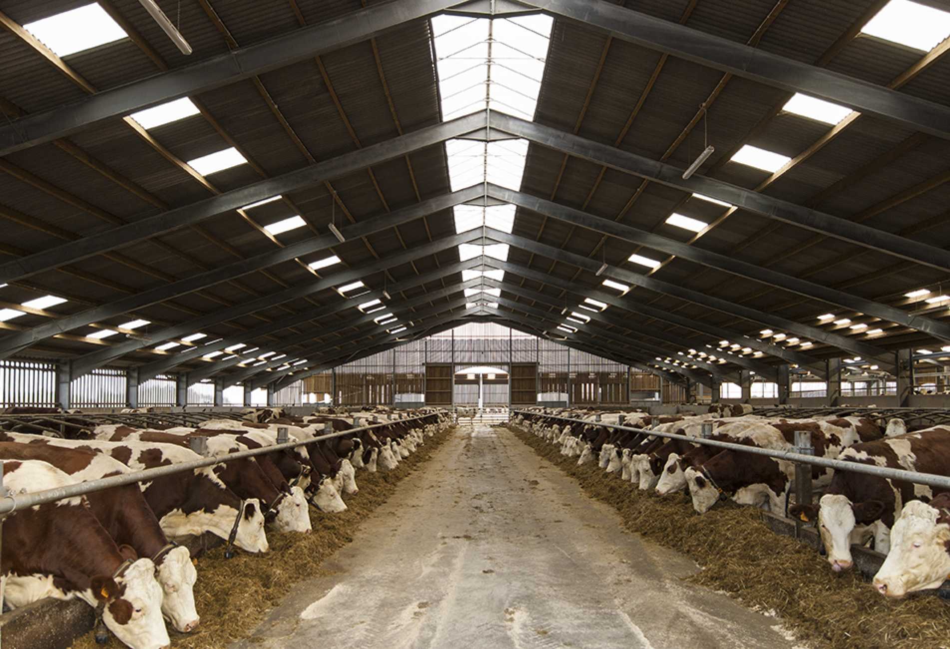 Dairy Housing