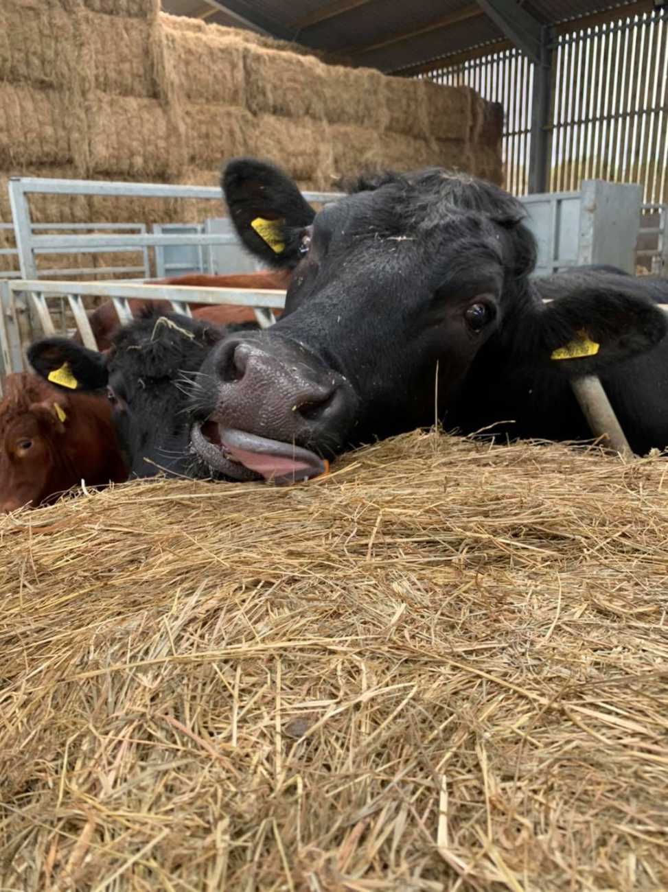 Cattle Building & Straw Storage