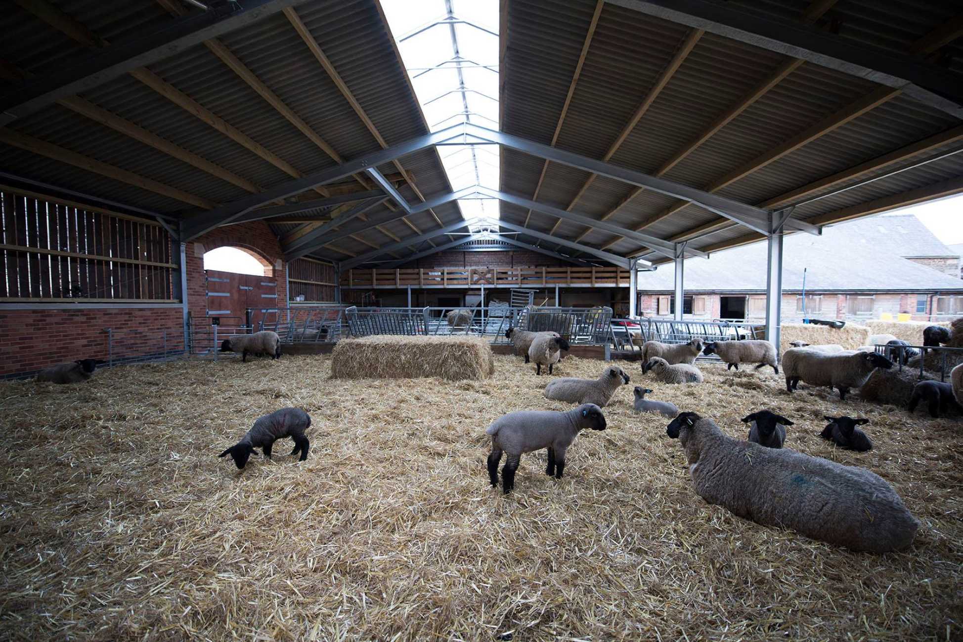 Sheep Housing & Sheds